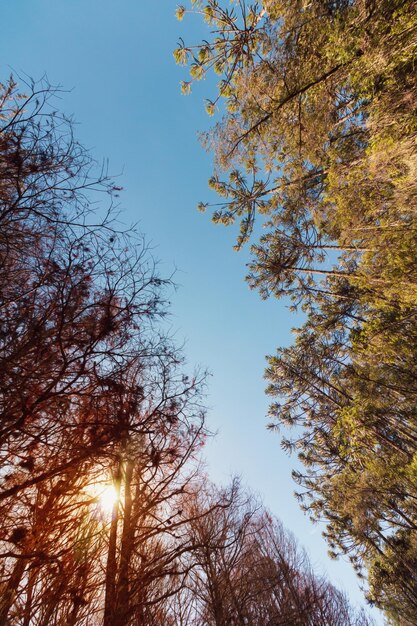 Piękny widok na drzewa Araucaria angustifolia w Campos do Jordao