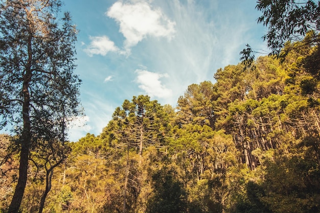 Piękny widok na drzewa Araucaria angustifolia w Campos do Jordao