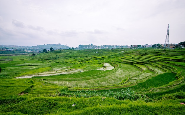 piękny widok na farmę ryżową z zielenią ryżową, Katmandu, Nepal.