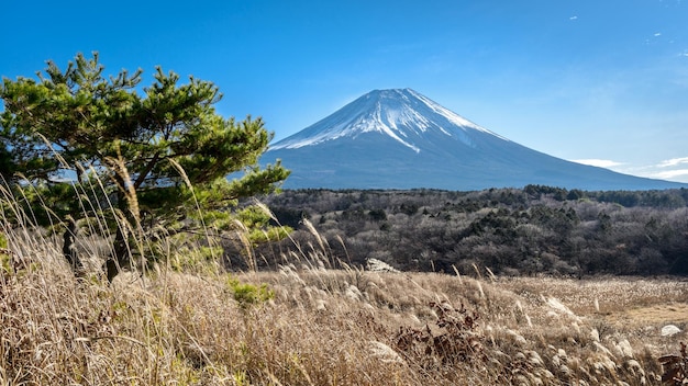 Piękny widok na górę Fuji ze złocistą, suszoną trawą Japonia