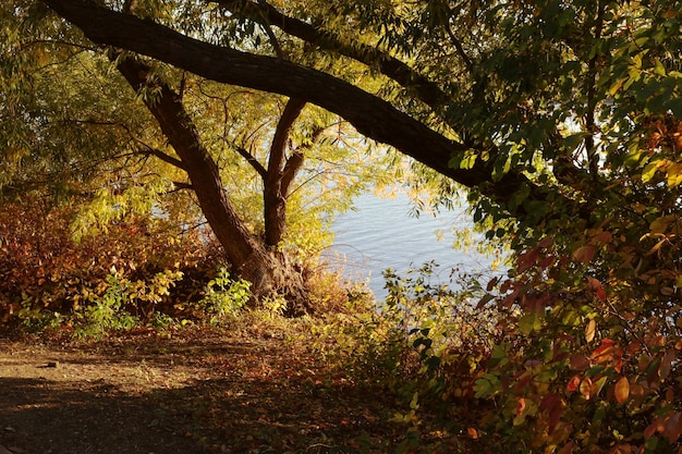 Piękny widok na jezioro za drzewami Jesienne zdjęcie w parku w pobliżu jeziora