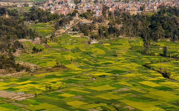 piękny widok na krajobraz pól uprawnych musztardy podczas sezonu wiosennego w Katmandu Nepal