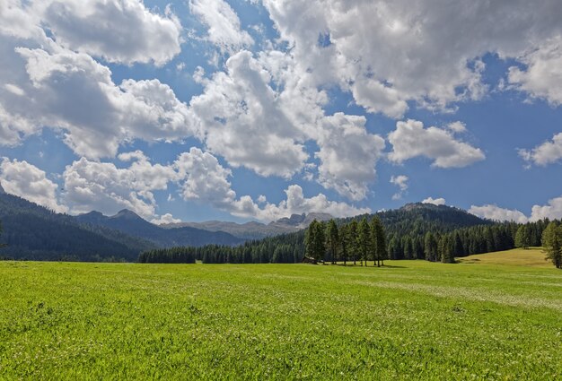 Piękny widok na kwitnącą alpejską łąkę we włoskich Dolomitach. Alpy Włoskie, Alto Adige.