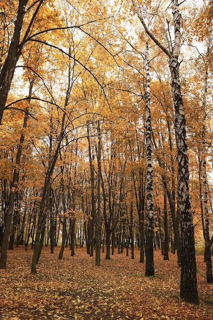 Piękny widok na las w jesienny dzień