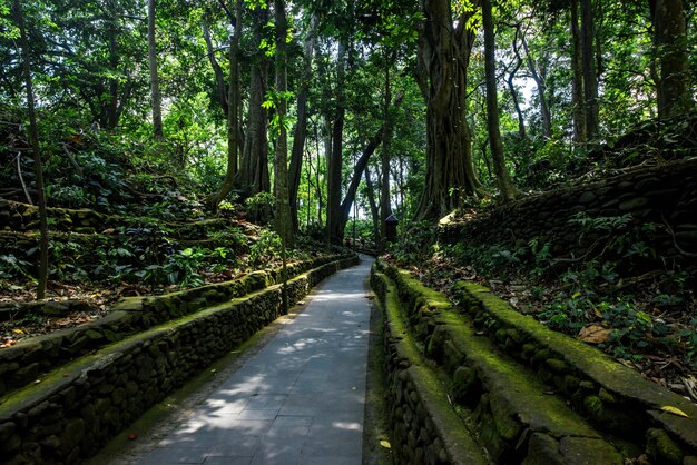 Piękny Widok Na Monkey Forest Znajdujący Się Na Bali W Indonezji