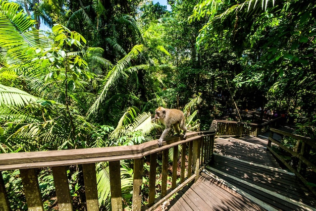 Piękny Widok Na Monkey Forest Znajdujący Się W Ubud Bali Indonezja