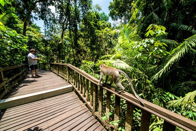 Piękny widok na Monkey Forest znajdujący się w Ubud Bali Indonezja