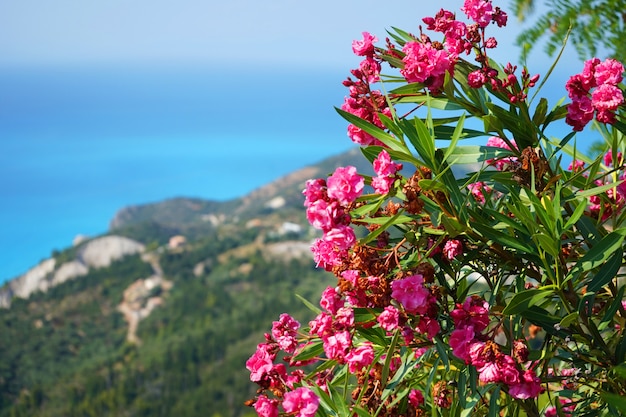 Piękny widok na morze niebieski brzeg przez krzewy różane w słoneczny dzień