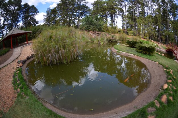 Piękny widok na ogród botaniczny znajdujący się w Brasilia Brazil