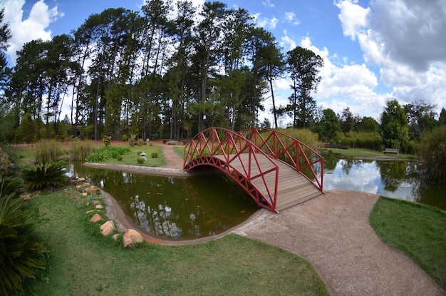 Piękny widok na ogród botaniczny znajdujący się w Brasilia Brazil