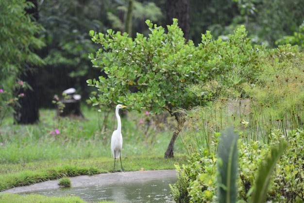 Piękny widok na ogród botaniczny znajdujący się w Brasilia Brazil