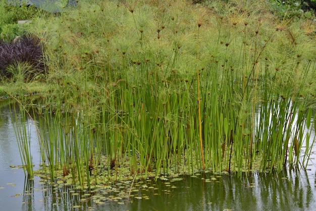 Piękny widok na ogród botaniczny znajdujący się w Brasilia Brazil