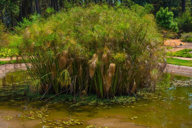 Piękny widok na ogród botaniczny znajdujący się w Brasilia Brazil