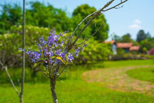 Piękny widok na ogród botaniczny znajdujący się w Brasilia Brazil