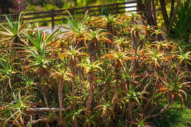 Piękny Widok Na Ogród Botaniczny Znajdujący Się W Brasilia Brazil