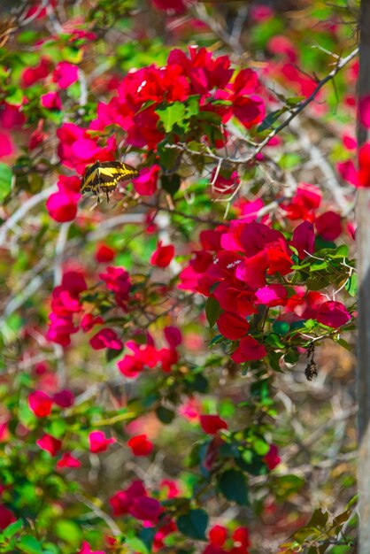 Piękny widok na ogród botaniczny znajdujący się w Brasilia Brazil