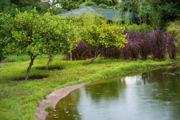 Piękny widok na ogród botaniczny znajdujący się w Brasilia Brazil