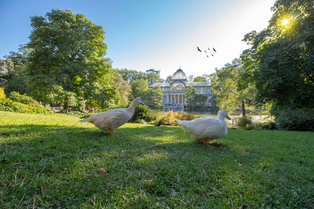 Piękny widok na Pałac Cristal w Retiro Park Madrid