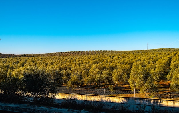 Piękny Widok Na Plantację Oliwek W Hiszpanii