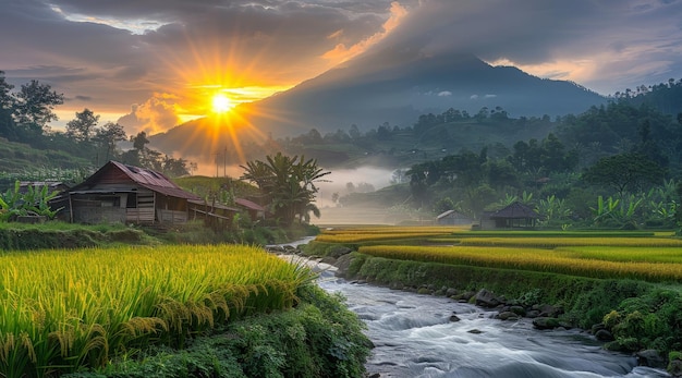 Zdjęcie piękny widok na pola ryżowe rano.