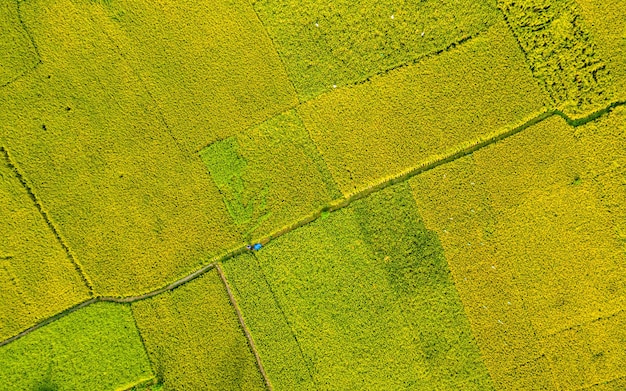 Piękny widok na pola uprawne Paddy w kathmandu, nepal.