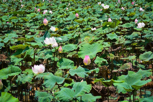 Piękny widok na Pole Kwiatów Lotosu znajdujące się w Kambodży Siem Reap