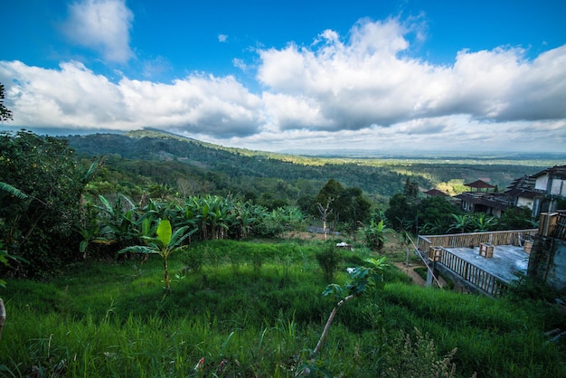 Piękny widok na pole ryżowe na Bali w Indonezji