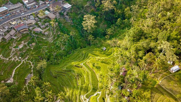 Piękny widok na pole ryżowe Tegalalang znajdujące się w Ubud Bali Indonezja