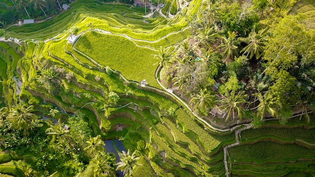 Piękny widok na pole ryżowe Tegalalang znajdujące się w Ubud Bali Indonezja