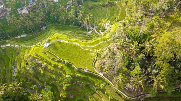 Piękny widok na pole ryżowe Tegalalang znajdujące się w Ubud Bali Indonezja