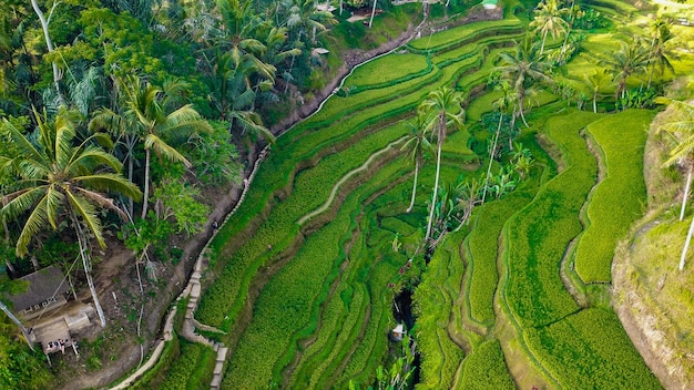 Piękny widok na pole ryżowe Tegalalang znajdujące się w Ubud Bali Indonezja
