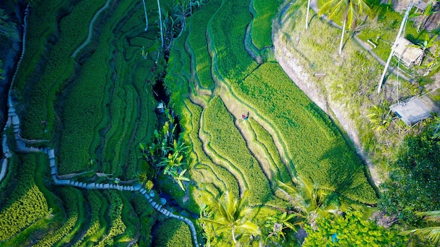 Piękny widok na pole ryżowe Tegalalang znajdujące się w Ubud Bali Indonezja