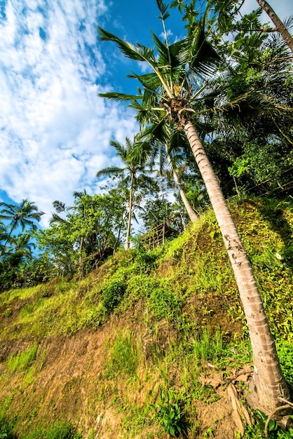 Piękny widok na pole ryżowe Tegalalang znajdujące się w Ubud Bali Indonezja