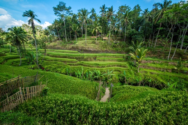 Piękny widok na pole ryżowe Tegalalang znajdujące się w Ubud Bali Indonezja