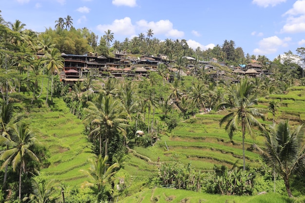 Piękny widok na pole ryżowe Tegalalang znajdujące się w Ubud Bali Indonezja