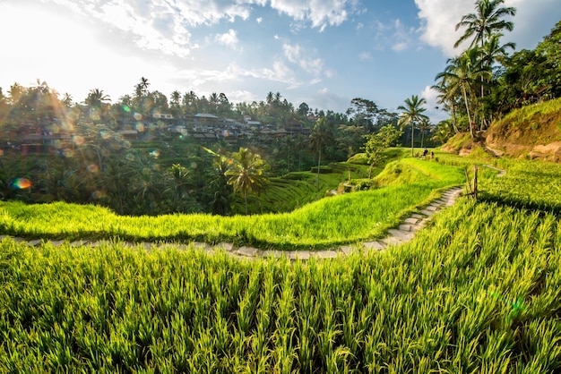 Piękny widok na pole ryżowe Tegalalang znajdujące się w Ubud Bali Indonezja