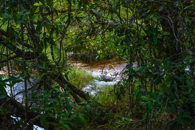 Piękny widok na przyrodę w Chapada dos Veadeiros położonym w Alto Paraiso Goias Brazylia