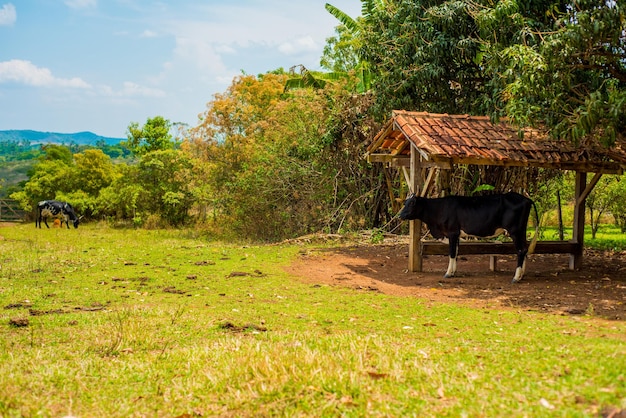 Piękny widok na przyrodę w Chapada dos Veadeiros położonym w Alto Paraiso Goias Brazylia