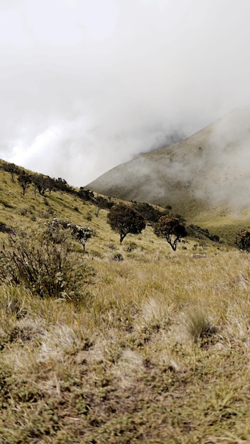 Piękny widok na sawannę góry Merbabu