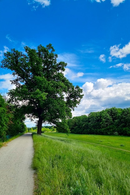 Piękny widok na ścieżkę spacerową latem