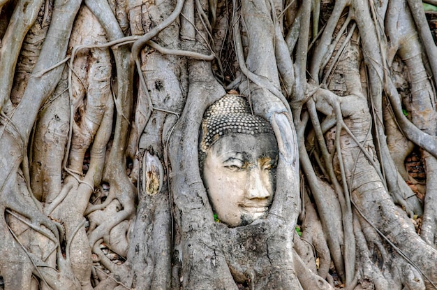 Piękny widok na świątynię Wat Mahathat znajdującą się w Ayutthaya Thailand