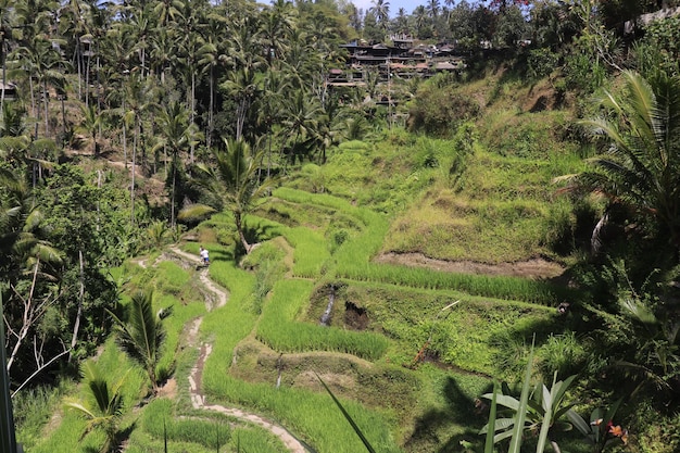 Piękny widok na Tegalalang znajdujące się w Ubud Bali Indonezja