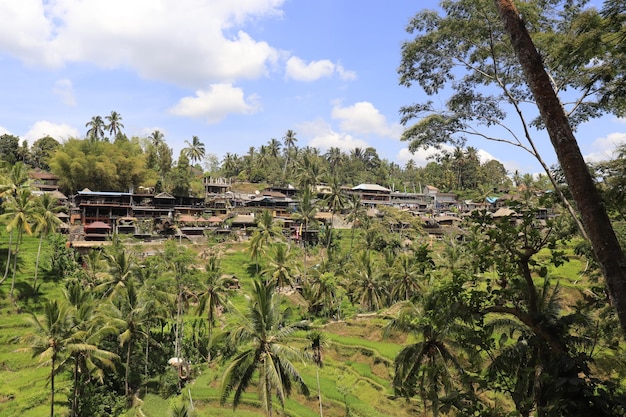 Piękny widok na Tegalalang znajdujące się w Ubud Bali Indonezja