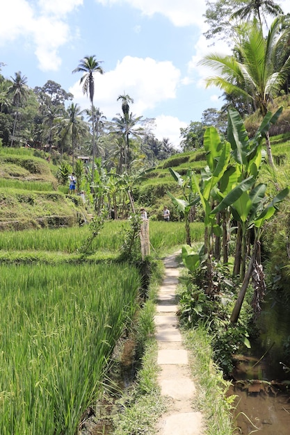 Piękny widok na Tegalalang znajdujące się w Ubud Bali Indonezja