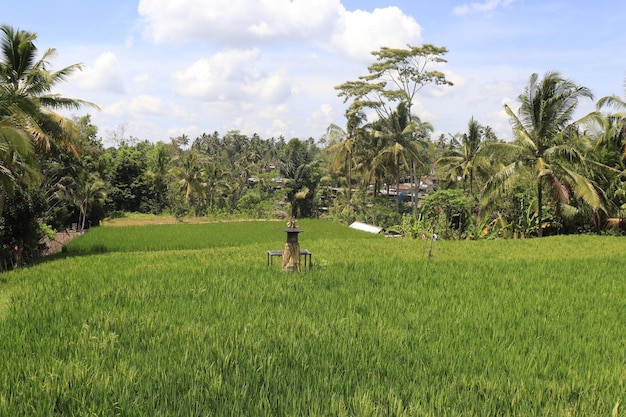 Piękny widok na Tegalalang znajdujące się w Ubud Bali Indonezja