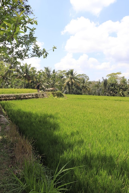 Piękny widok na Tegalalang znajdujące się w Ubud Bali Indonezja