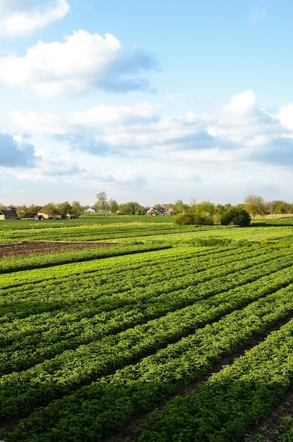 Piękny widok na wiejski krajobraz pól ziemniaczanych południowej Ukrainy Rolnictwo i agrobiznes Rolnictwo i przemysł rolniczy Rolnictwo ekologiczne Pierwsze sadzenie ziemniaków