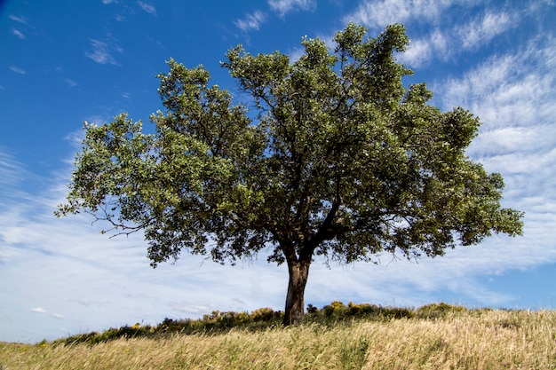 Zdjęcie piękny widok na wiejskie krajobrazy regionu algarve.