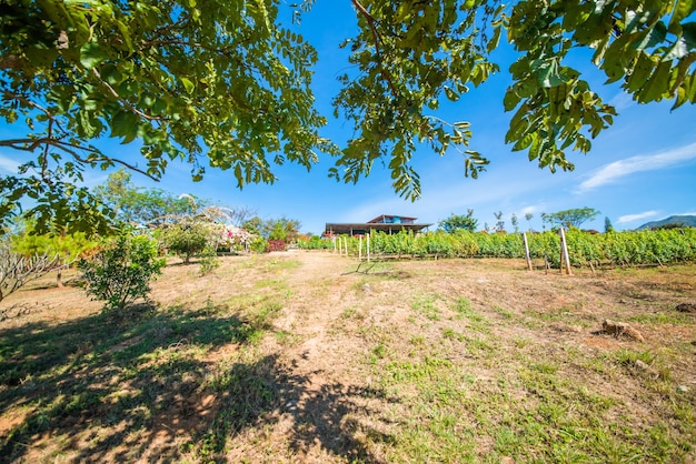 Piękny widok na winnicę w Inle Lake Myanmar