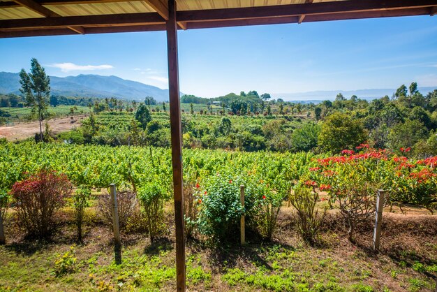 Piękny widok na winnicę w Inle Lake Myanmar